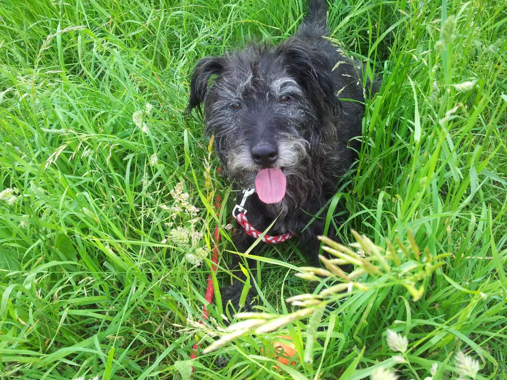 Condolence image of Yvonne mit Bodo