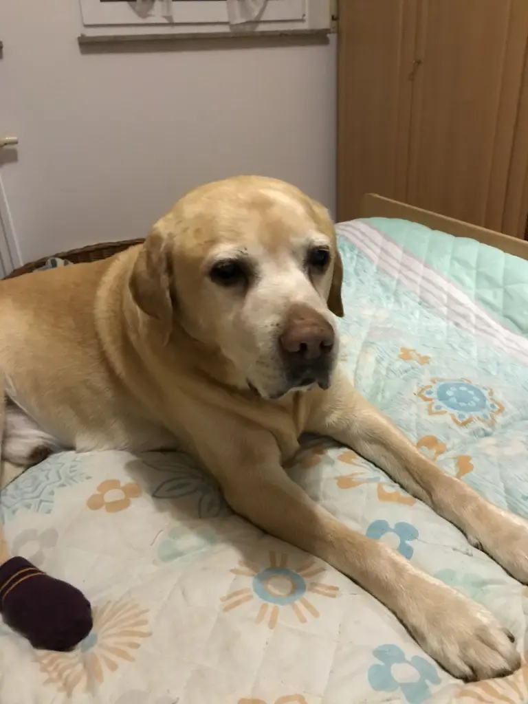 Condolence image of Elzbieta mit Max im Herzen 