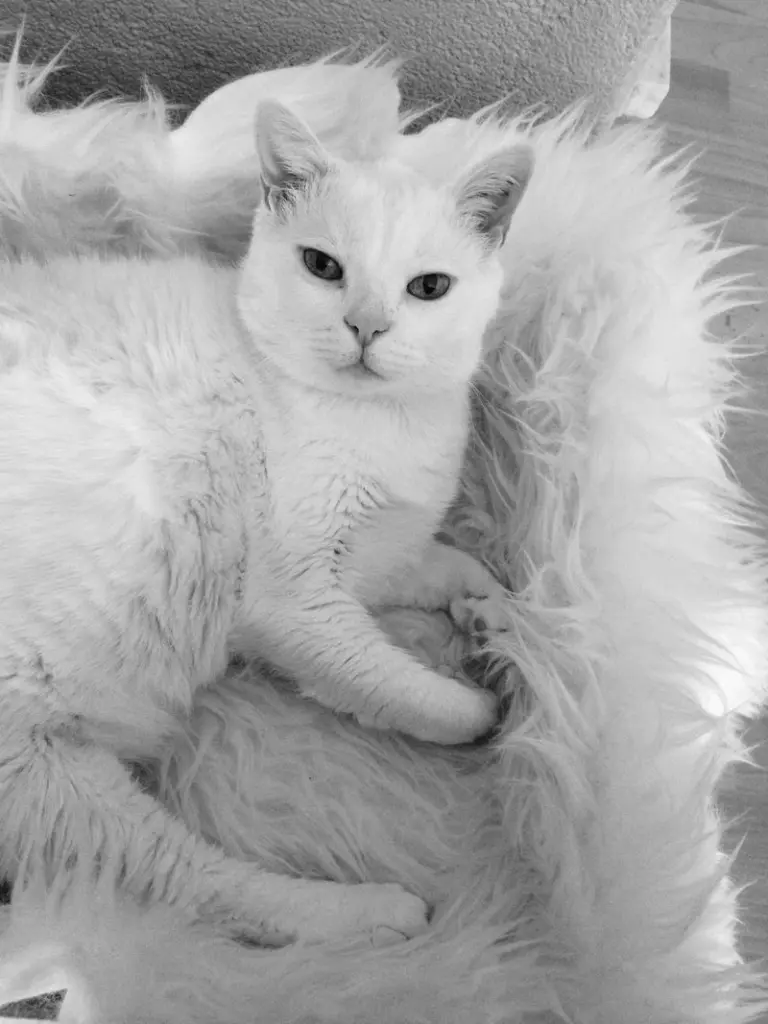 Condolence image of Cynthia und Alain Kauffmann 