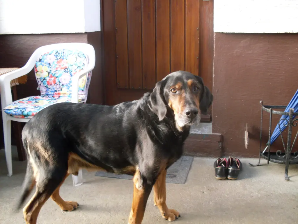 Andachtsbild von Helmut mit Benny im Herzen