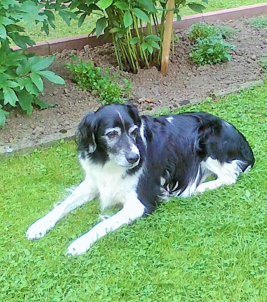 Andachtsbild von Brigitte mit Nelly im Herzen