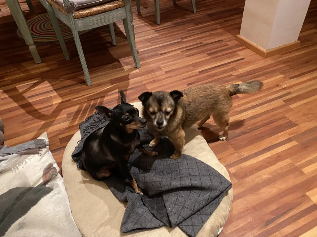 Mit deinem Kumpel Freddy wart ihr ein tolles Team