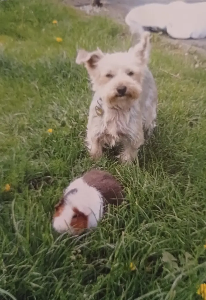 Lisa und Trixie 
     im Garten