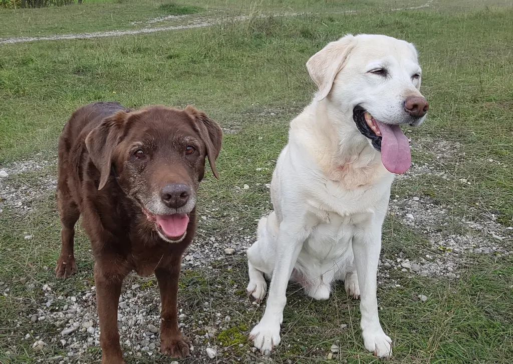 Andachtsbild von Elisabeth