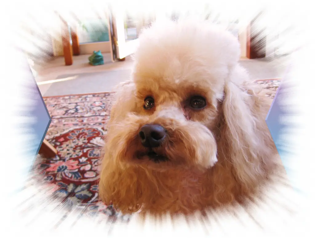 Image from DUSTY