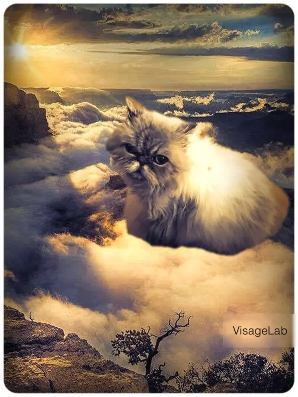 Condolence image of Dagmar