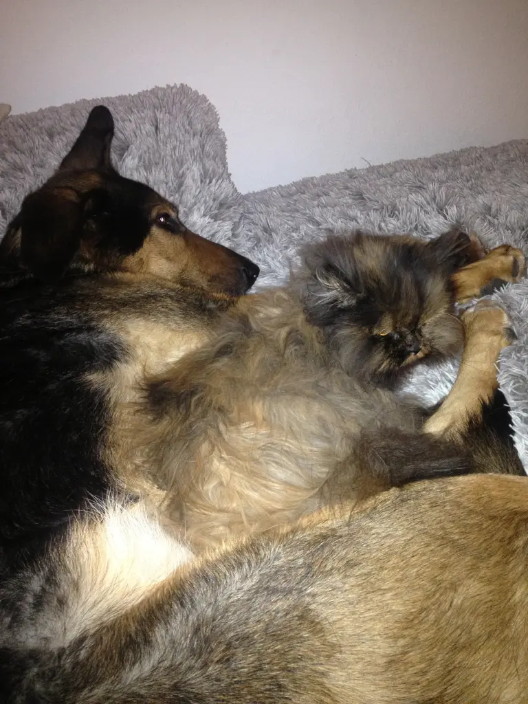 Condolence image of Josef