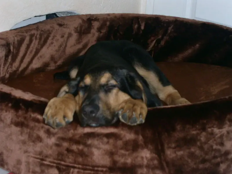 Condolence image of Doris