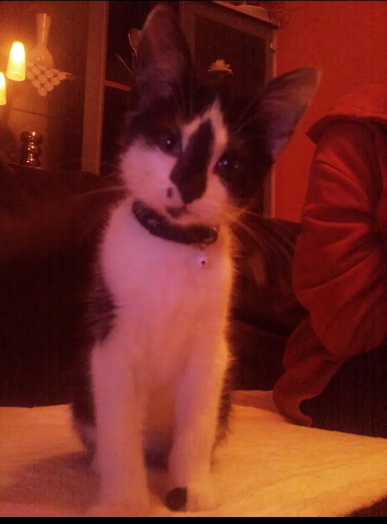 Andachtsbild von Ayse Barut