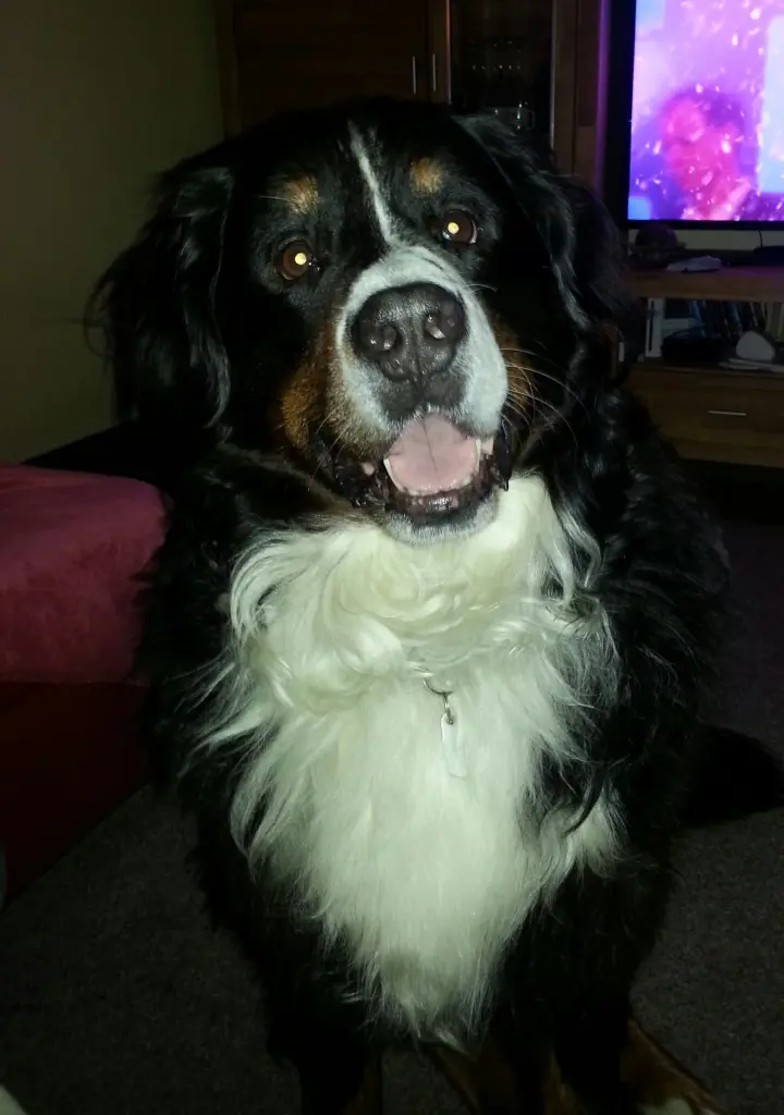 Condolence image of Dorin mit Mephisto im Herzen 