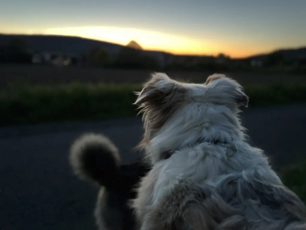 Sonnenuntergänge auf Lou‘s Bank
