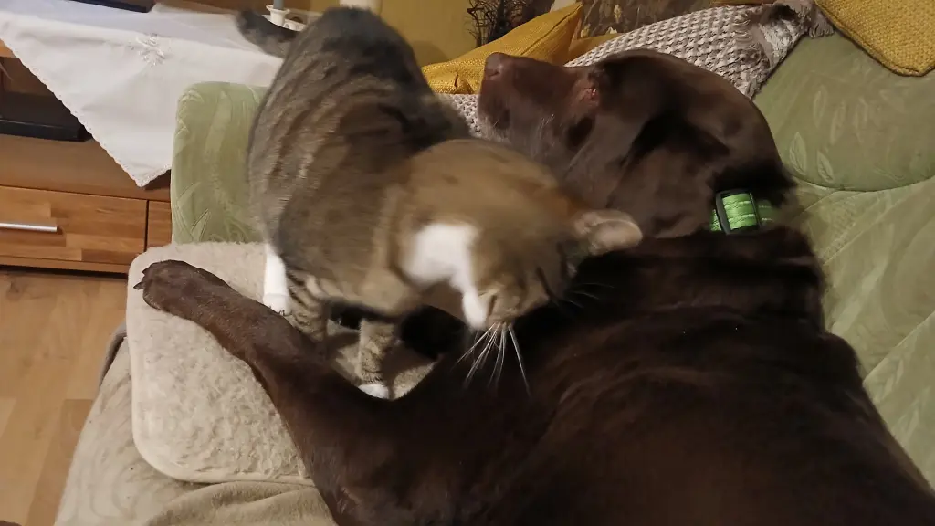 Pauline und Bolle- ein Herz und eine Seele