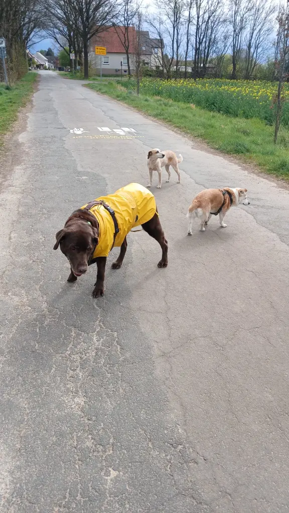 Bolle mit seinen Damen auf Tour