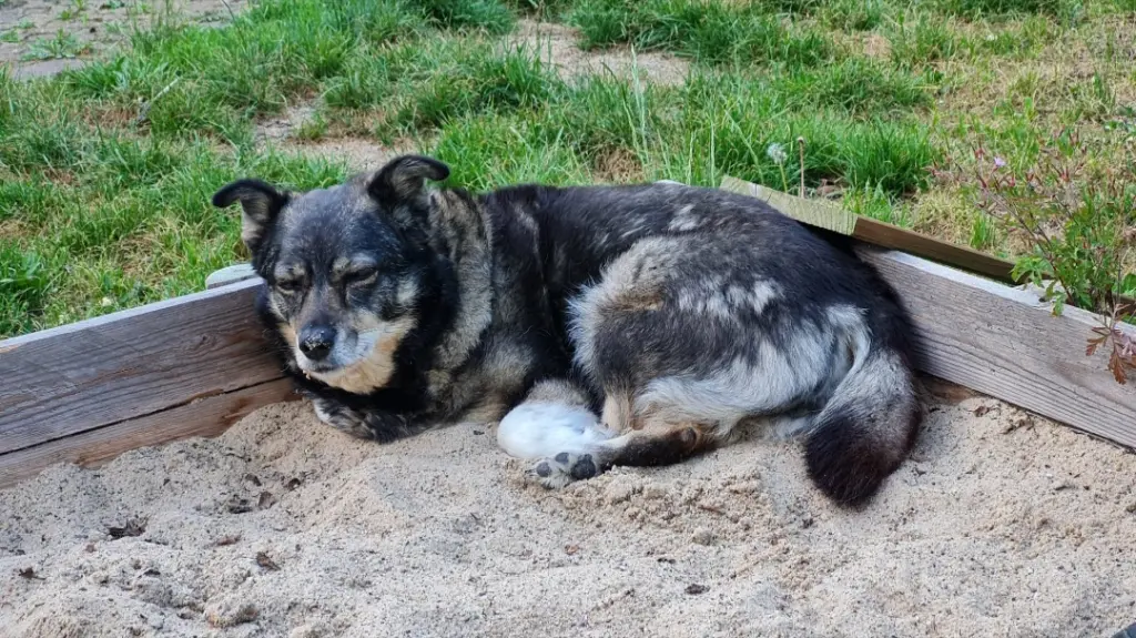 Schlafen konntest du überall wo es kühl ist. So auch im Sandkasten.