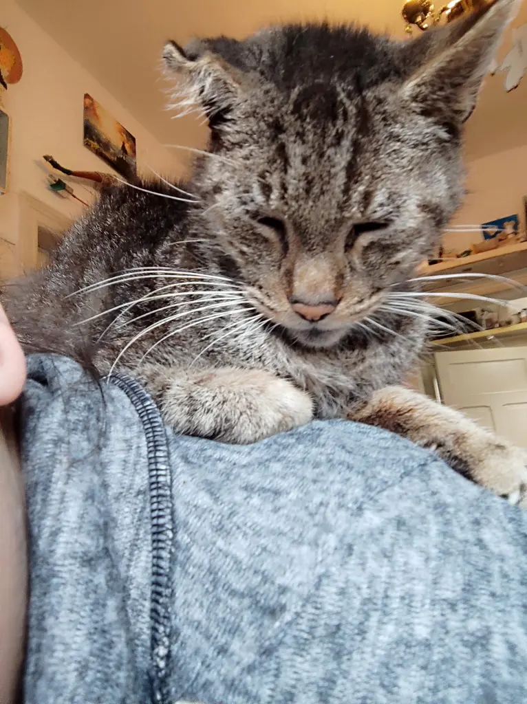 Anubis kurz nach seinem 13. Geburtstag.