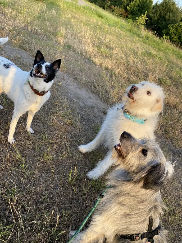 Flohki, Maloush und Hailey, die beide auch sehr vermisst 😔