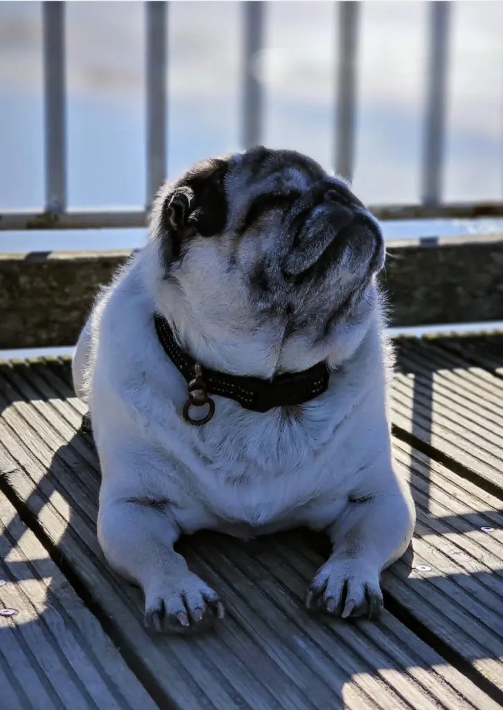 Andachtsbild von Unbekannt