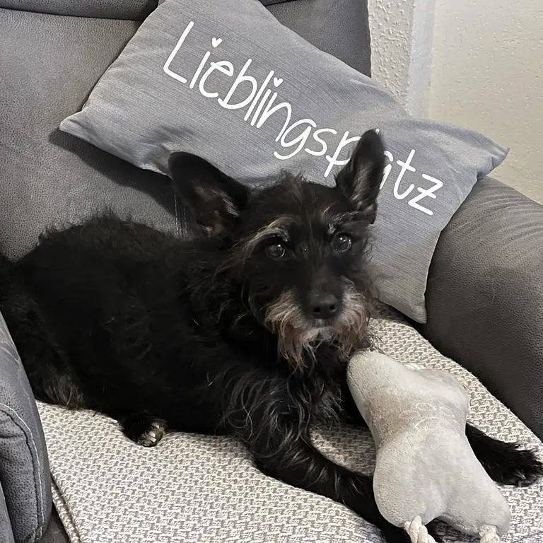 Männlein mein Schatten, mein Herz für immer bei uns❣️