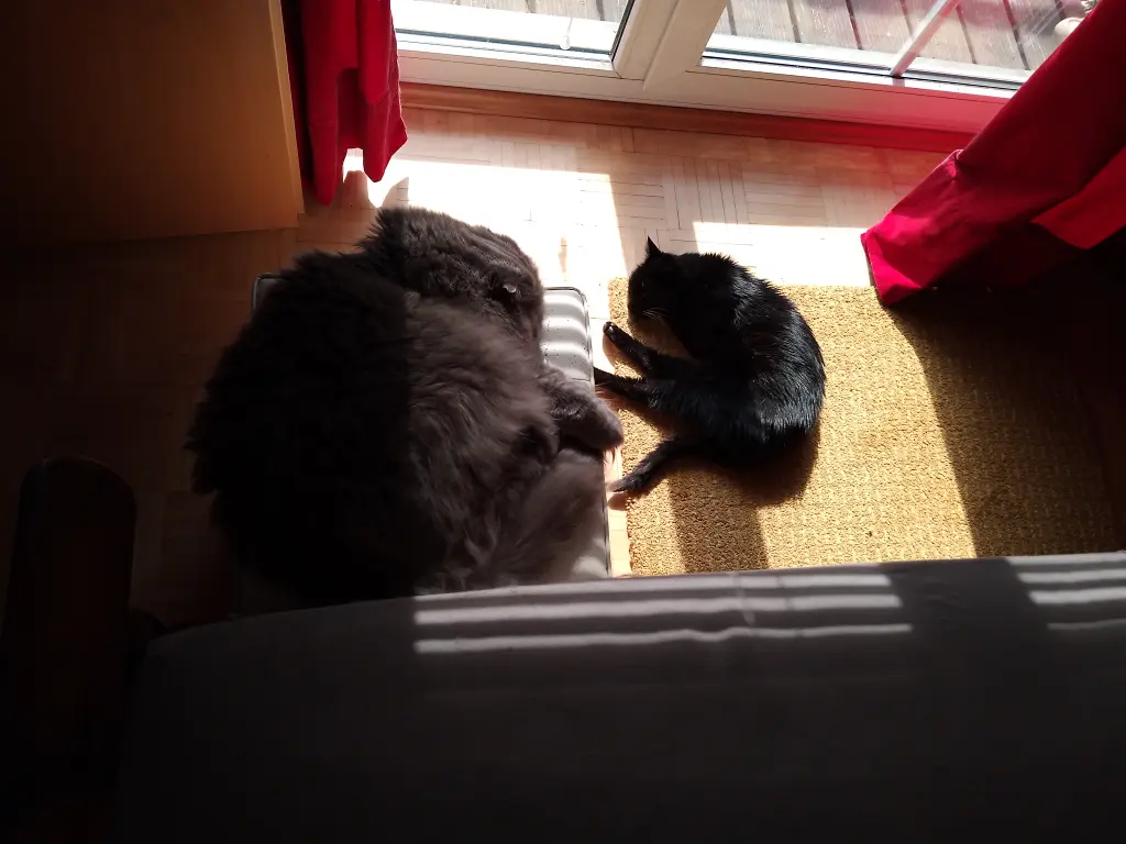 Bild von Saphier-Saffi