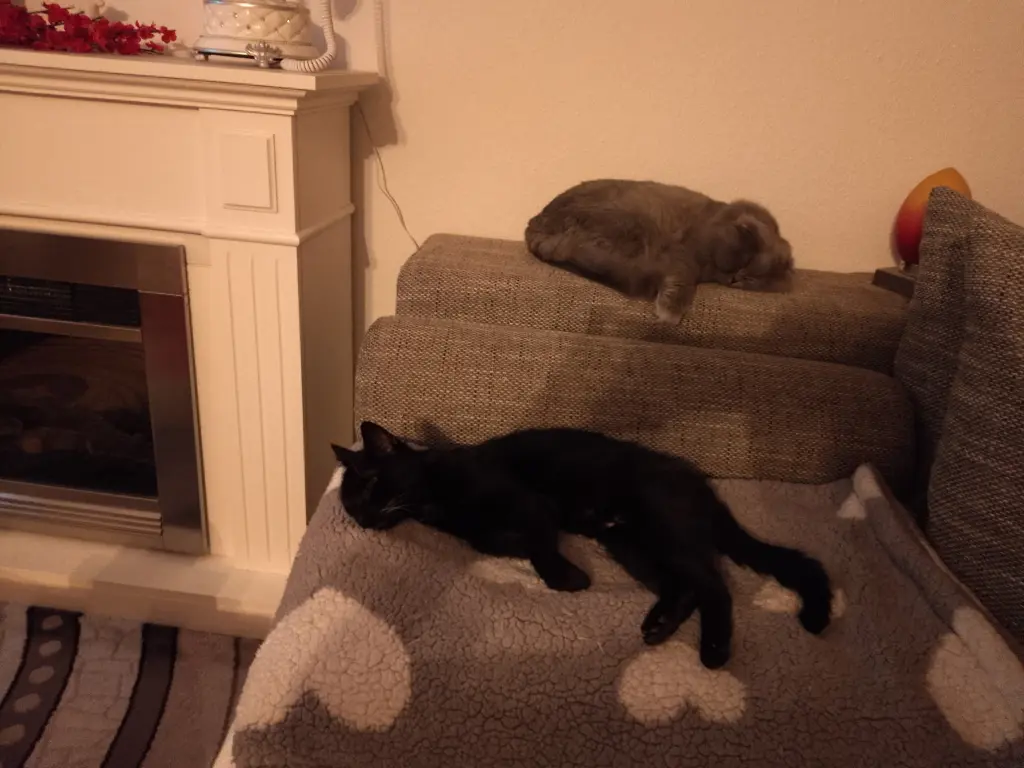 Mit seinem Katzenbruder