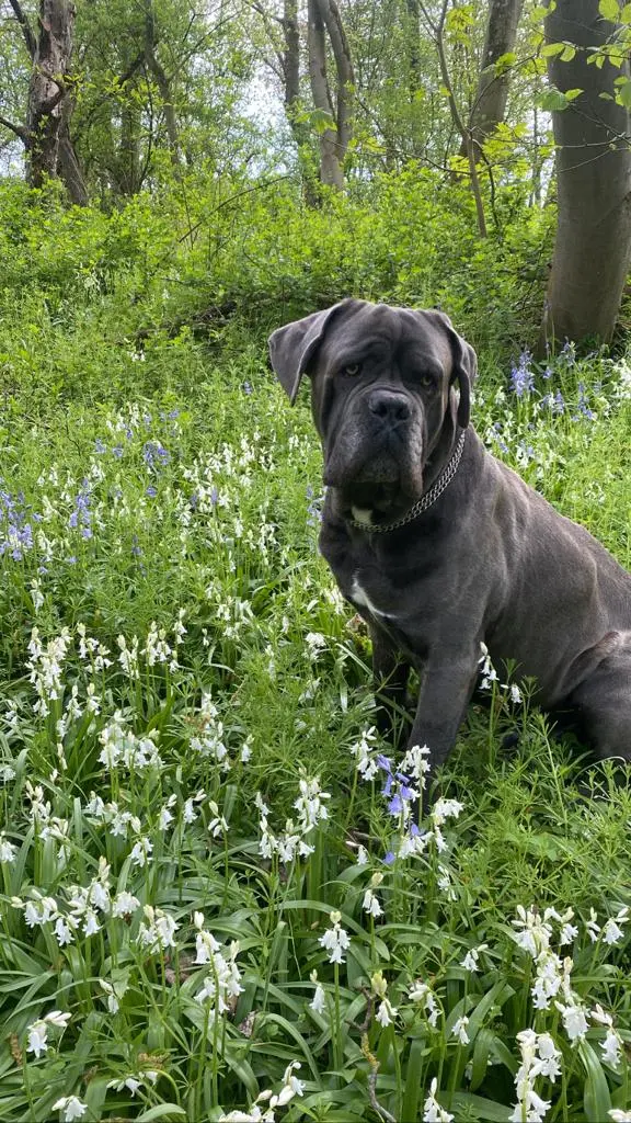Image from Odin