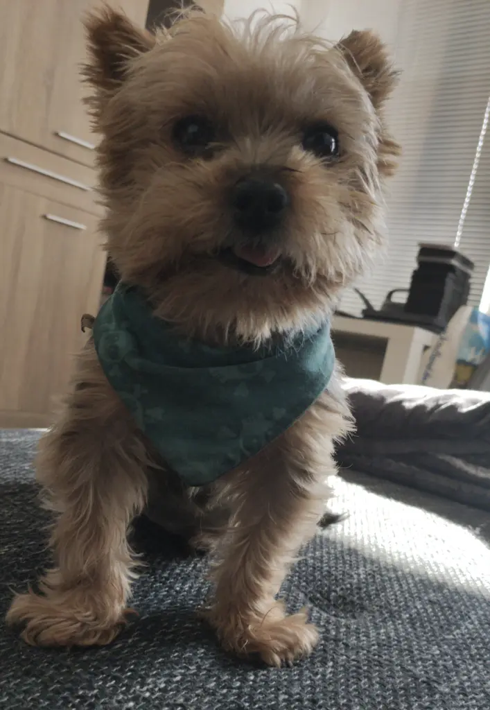 Image from Rocko