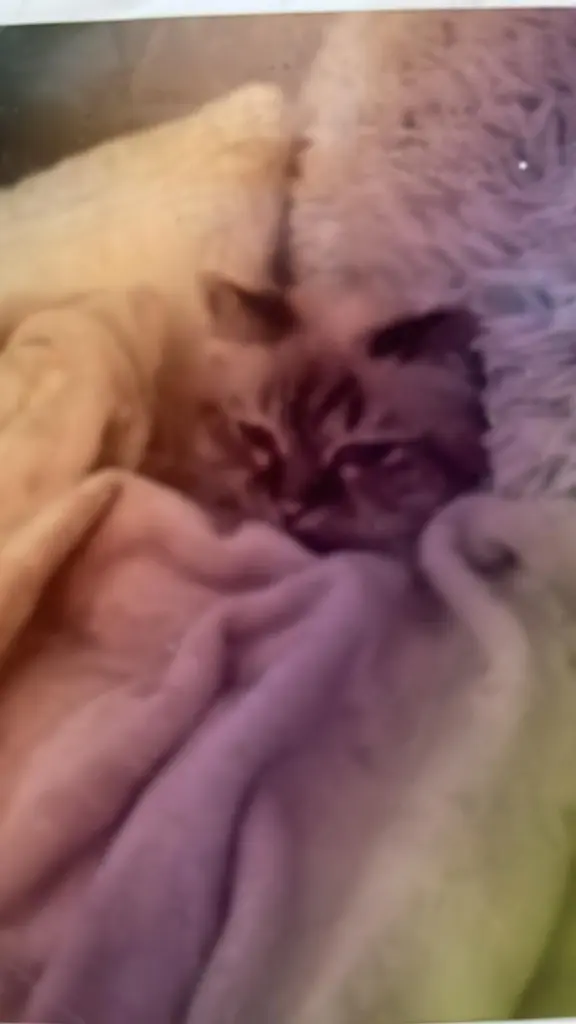 Image from Jingles