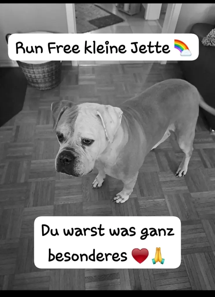 Image from Jette