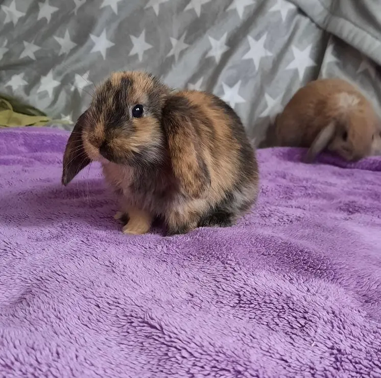 Meine kleine Maus