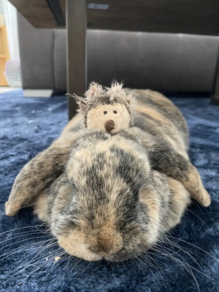 Kuschelzeit mit Henri
