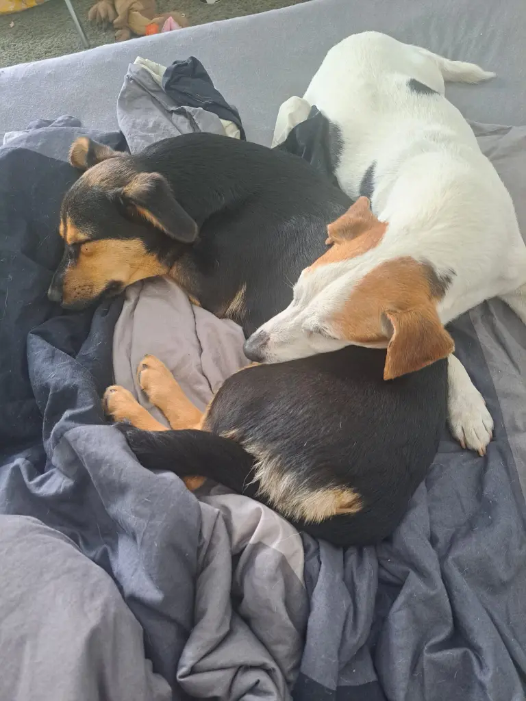 Boomer und sein "kleiner Bruder" Twix