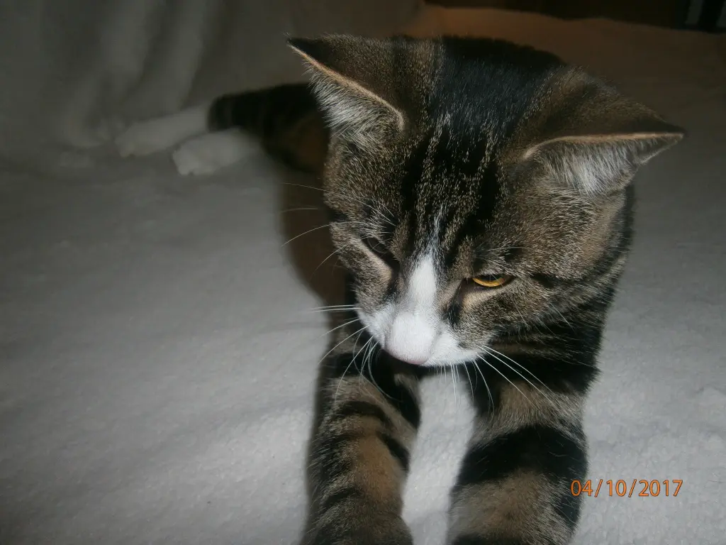 Condolence image of Kornelia
