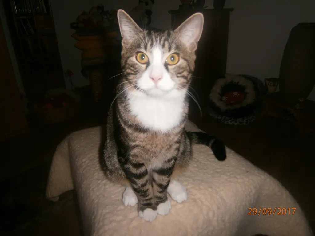 Image from OSKAR