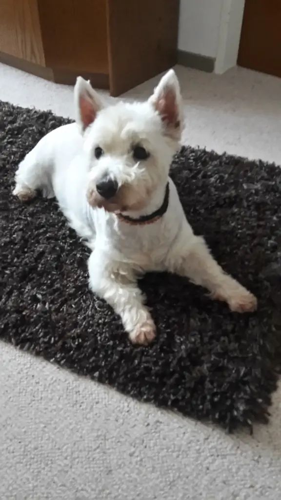 Condolence image of Hannelore