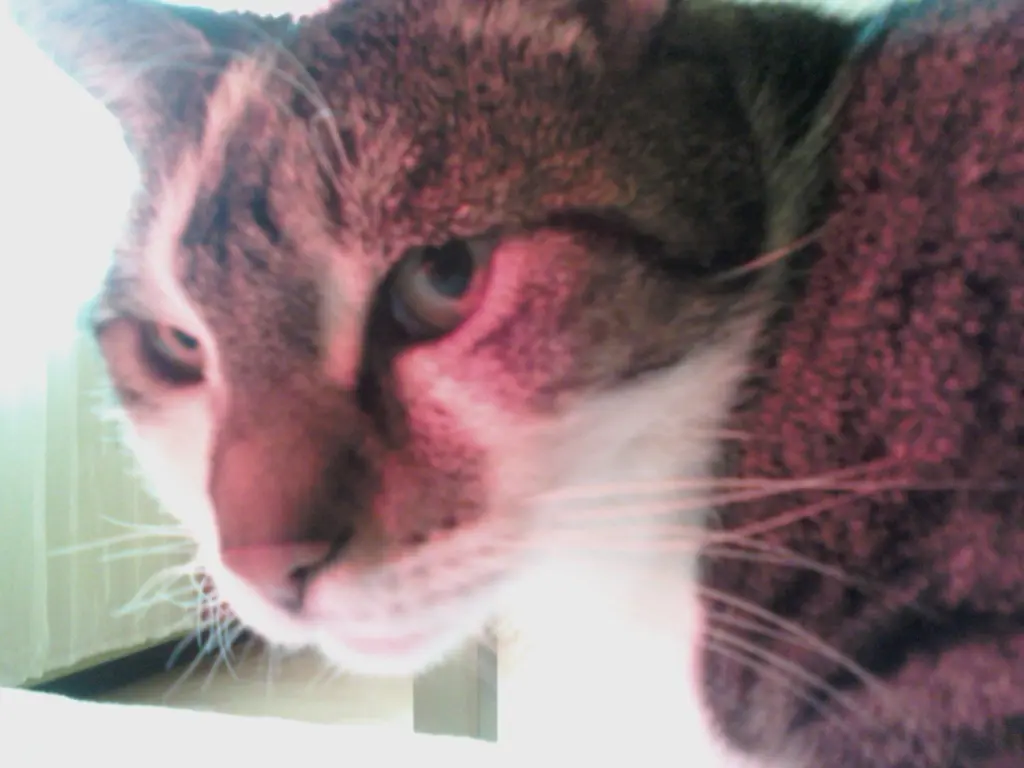 Andachtsbild von Ralf