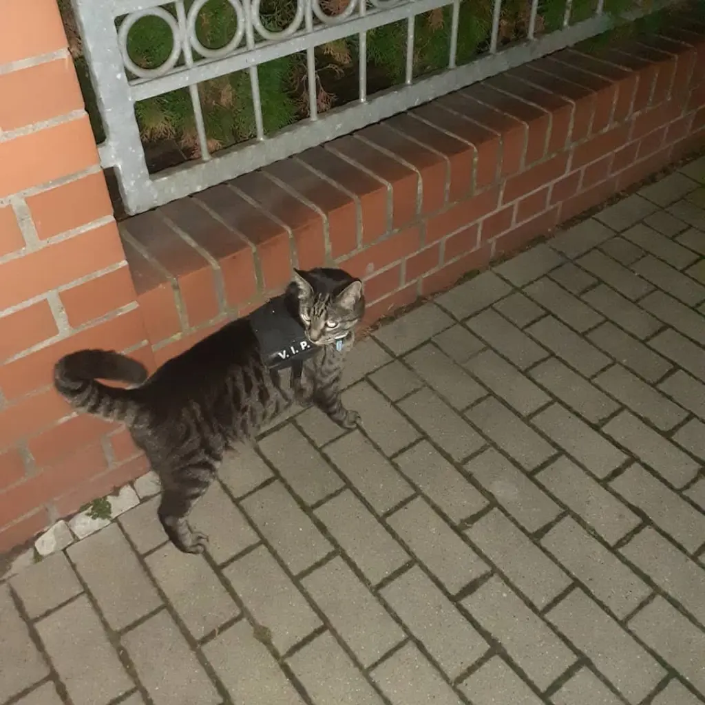 Unsere Spaziergänge waren eines unserer wichtigsten Rituale am Abend