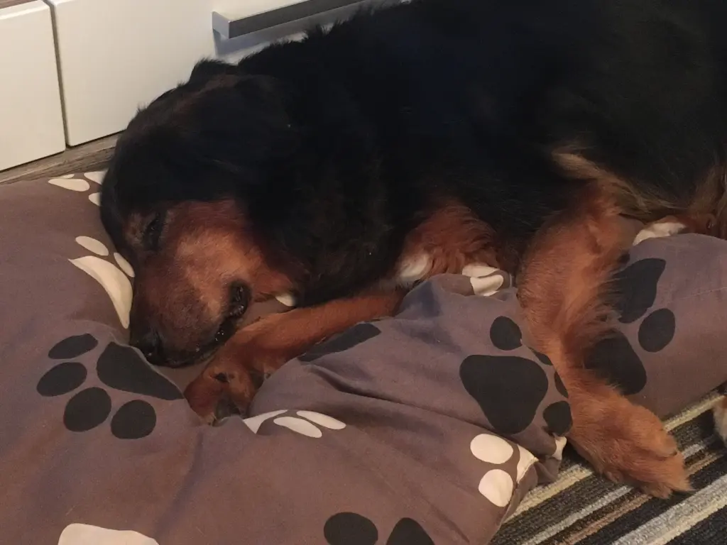 Condolence image of Karin