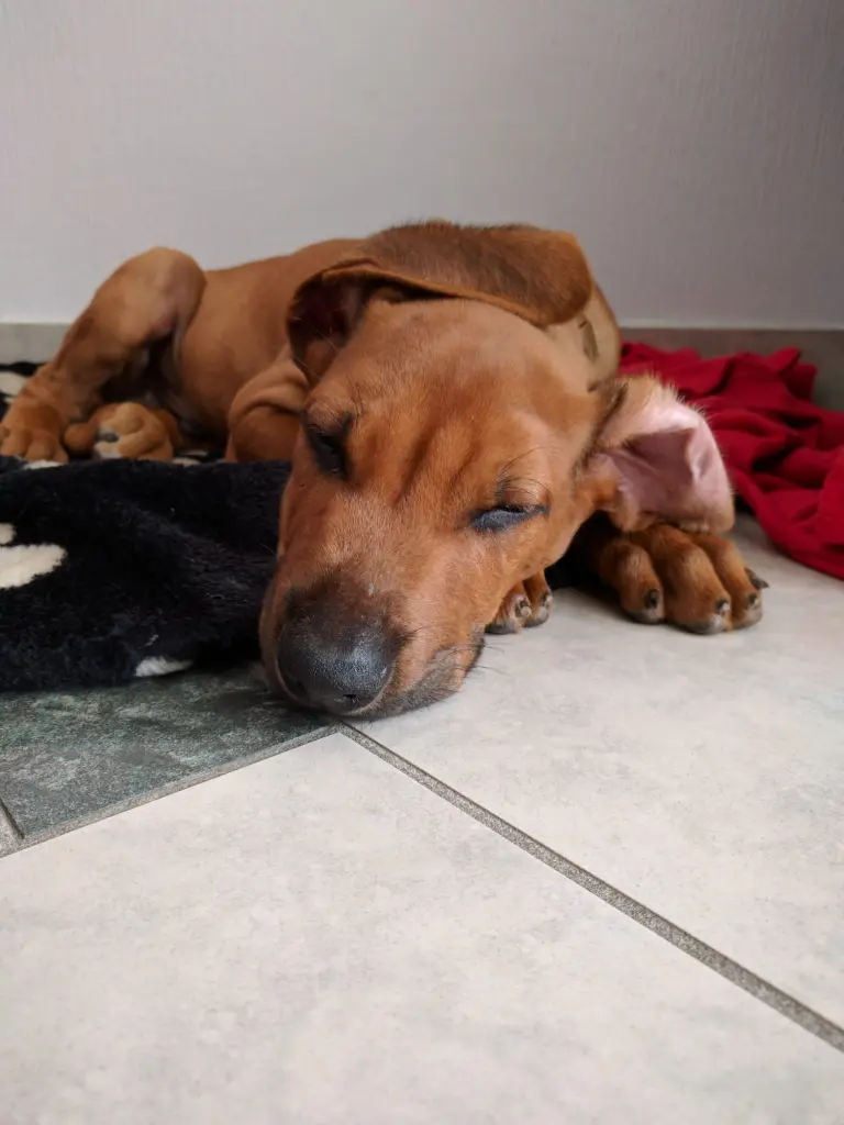 Der erste Tag zuhause.