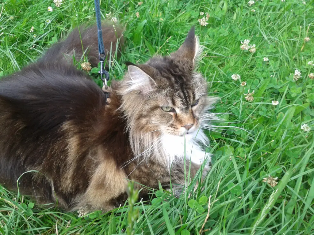 Condolence image of Heike mit Olivia und Skywalker im Herzen
