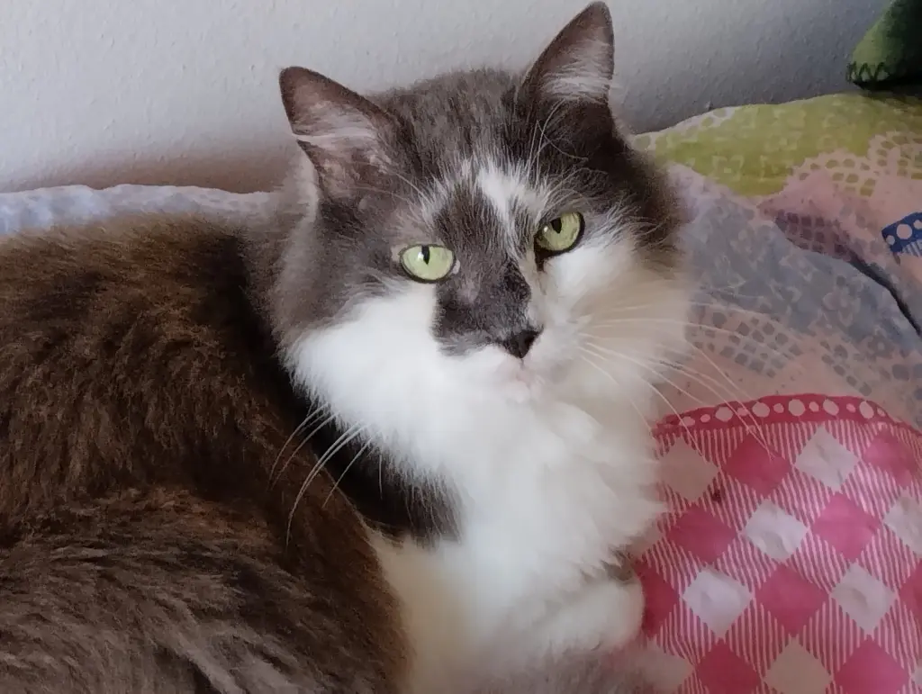 Image from Tamaro - Buffy