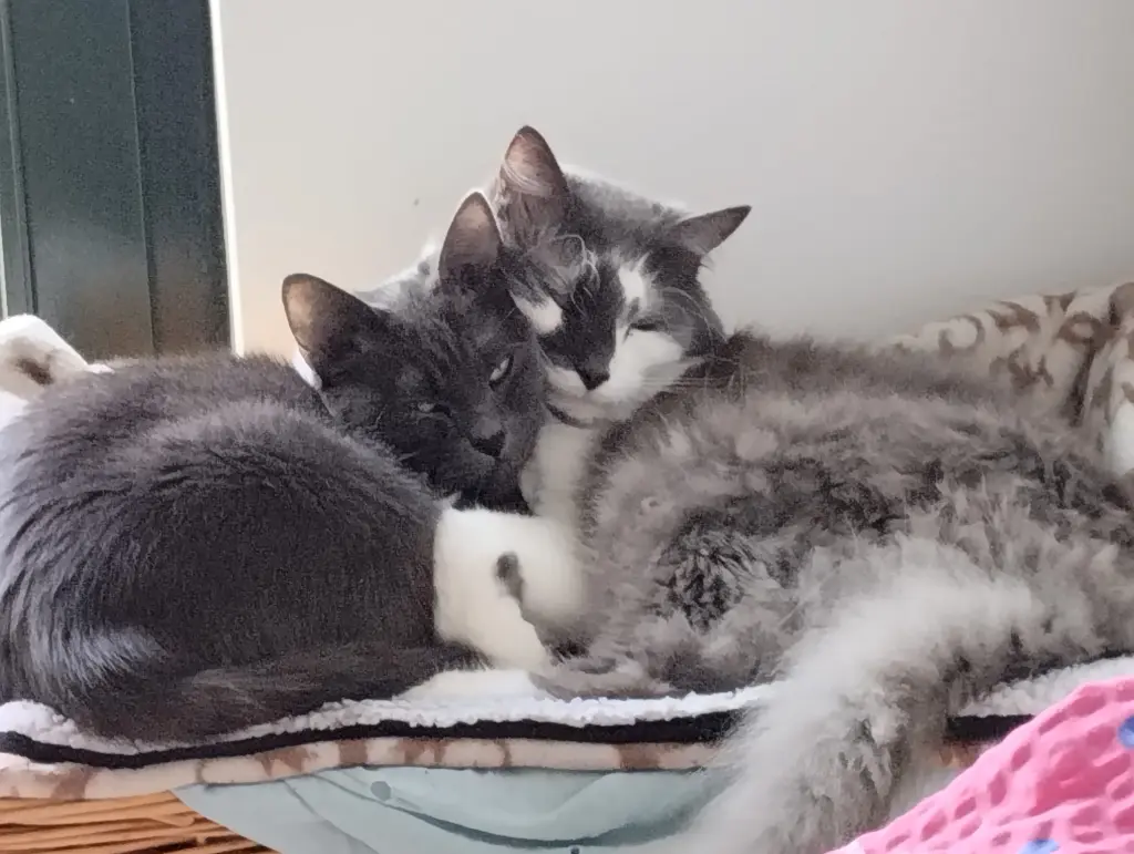 Tamaro Buffy und Luna