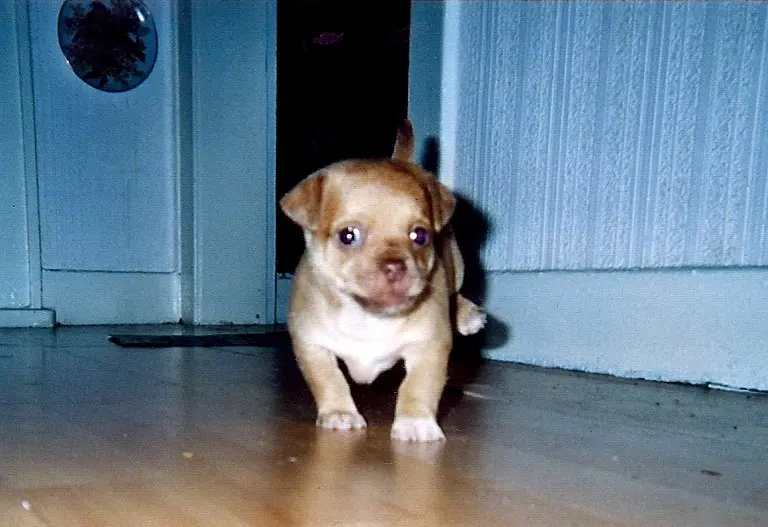 Zeus Baby 2004