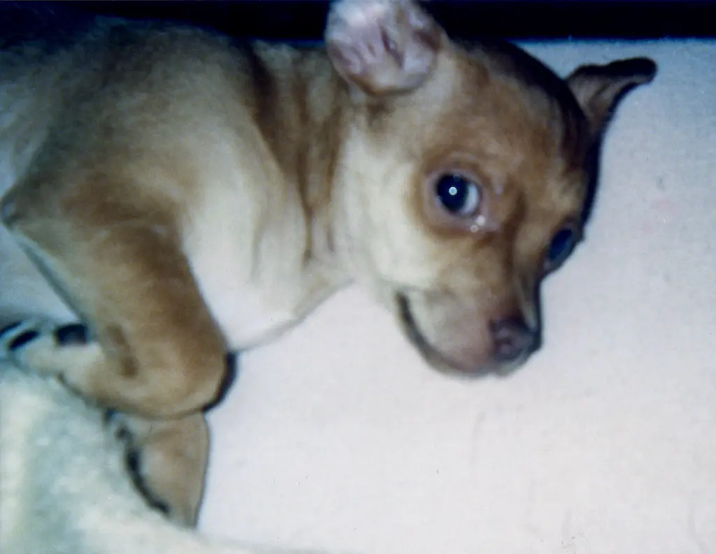 Zeus Baby 2005