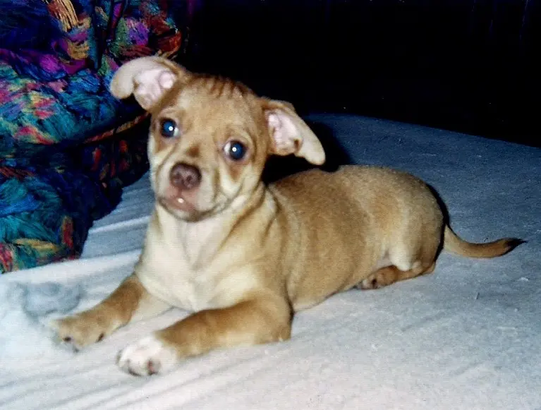 Zeus Baby 2005
