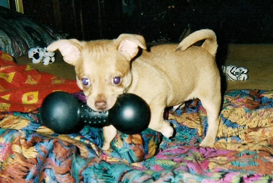 Zeus Baby 2005
