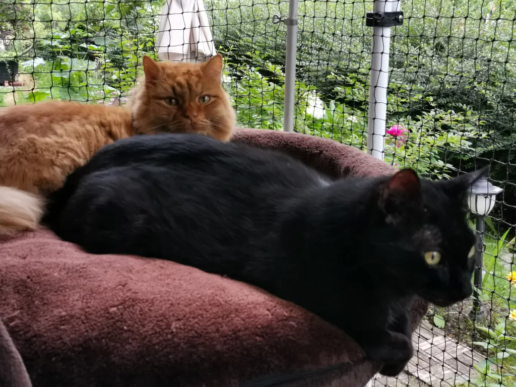 Condolence image of Jutta & Socki  mit Ginger im Herzen 