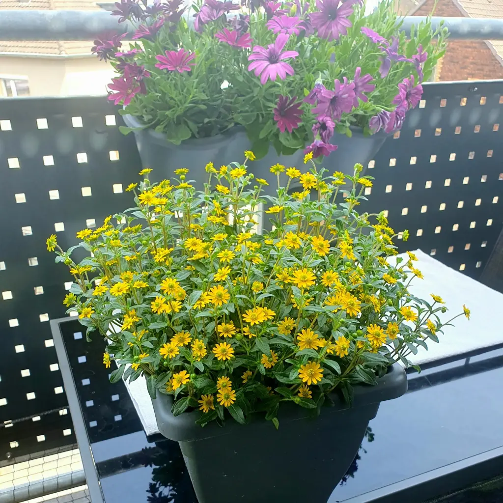 Condolence image of monic&amy♥️