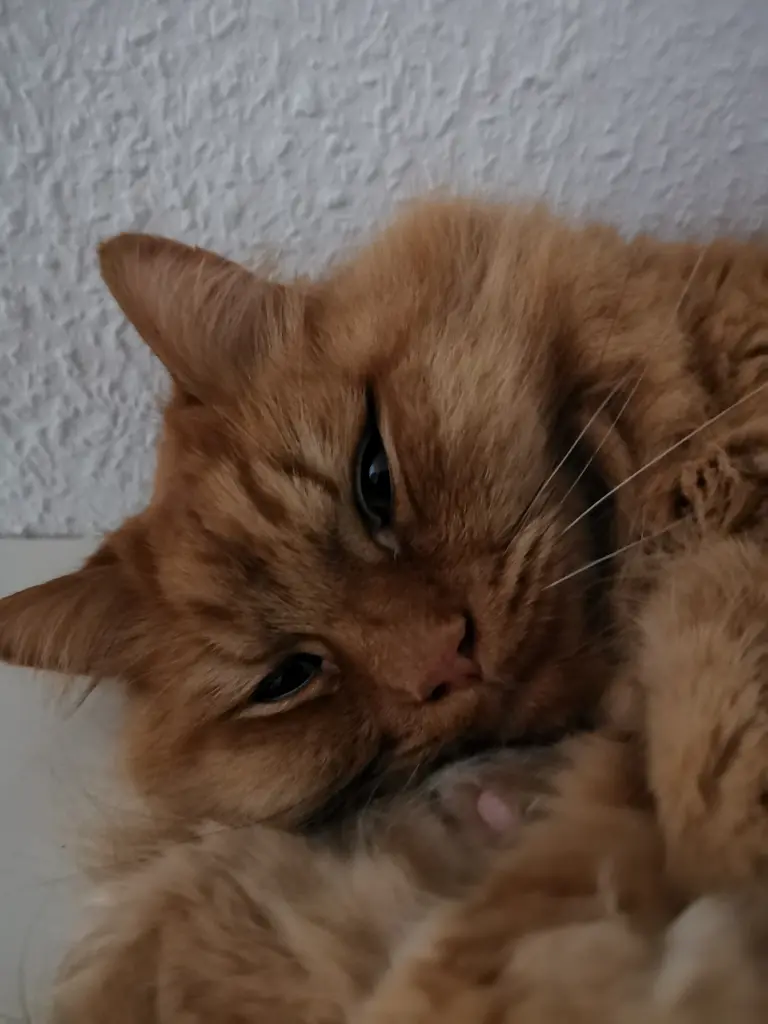 Condolence image of Jutta&Socki mit Ginger im Herzen 