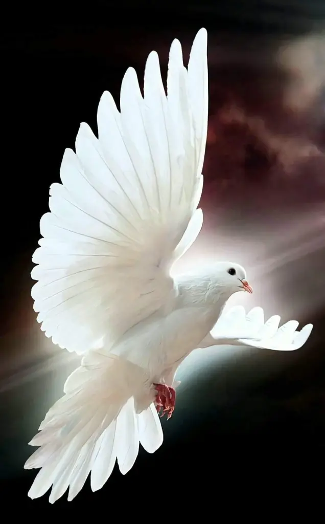 Condolence image of Jutta & Socki mit Ginger im Herzen 