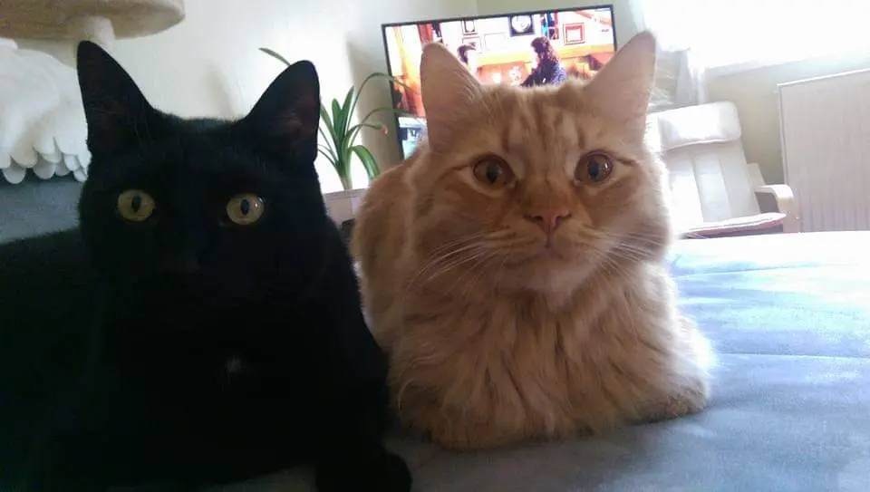 Condolence image of Jutta&Socki mit Gingsr im Herze 